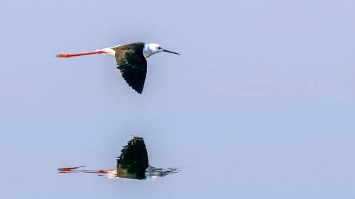 Black-winged stilt / Stelzenläufer   (Klicken zum öffnen)