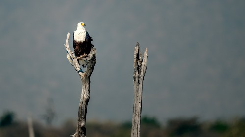 African fisheagle - der Fischreichtum des Sees ist ideal für seine Art   (Klicken zum öffnen)