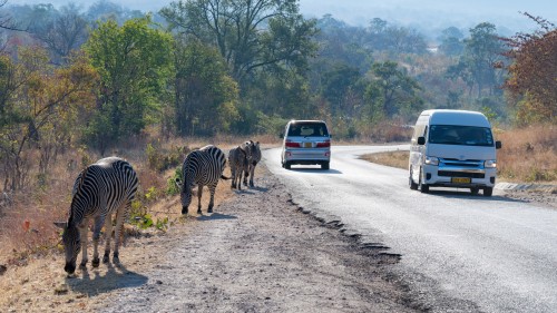 Am Dorfrand von Kariba begegnet man öfters Zebras   (Klicken zum öffnen)