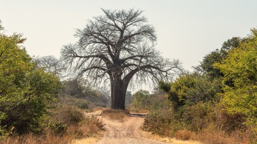 Imposante Baobabs gibt es in Mengen. Sie können weit über 1000 Jahre alt werden   (Klicken zum öffnen)