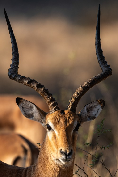 Die eleganten Impalas sind allgegenwärtig   (Klicken zum öffnen)