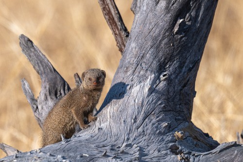 Common slender mongoose / Manguste   (Klicken zum öffnen)