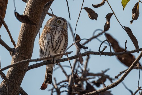 African scops owl   (Klicken zum öffnen)