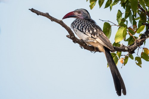 Southern red-billed hornbill  / Nashornvogel oder Toko   (Klicken zum öffnen)