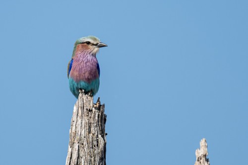 Lilac-breasted roller    (Klicken zum öffnen)