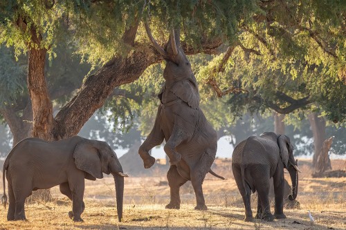 Boswel, der berühmteste Elefant Simbabwes. Der einzige mit einem solchen Verhalten   (Klicken zum öffnen)