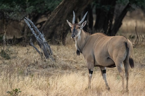 Eland, eine der grössten Antilopen   (Klicken zum öffnen)