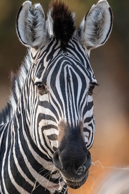 Jedes Zebra hat ein individuelles Fellmuster   (Klicken zum öffnen)