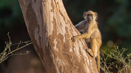 Junger Baboon / Pavian   (Klicken zum öffnen)