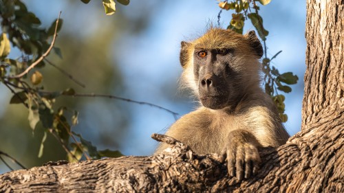 Baboons leben in grossen Gruppen, mindestens einer hält immer Wache   (Klicken zum öffnen)