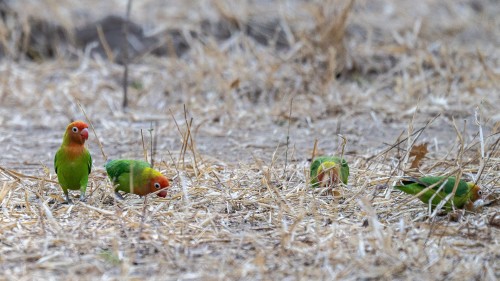 Was für ein schöner Name: Lilian's lovebird   (Klicken zum öffnen)