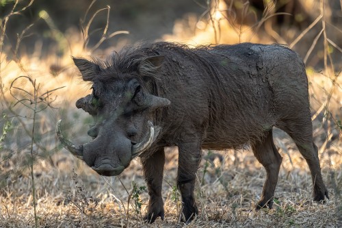 Warthog / Warzenschwein, besser bekannt als Pumba   (Klicken zum öffnen)