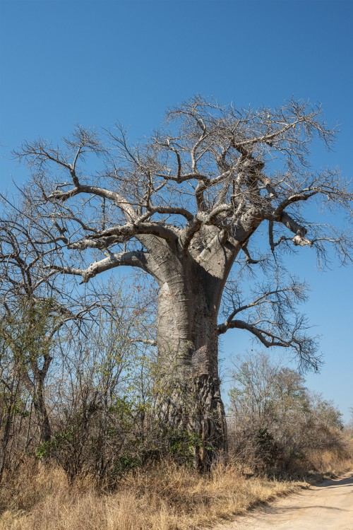 Baobabs haben in vielen afrikanischen Kulturen hohe Bedeutung   (Klicken zum öffnen)