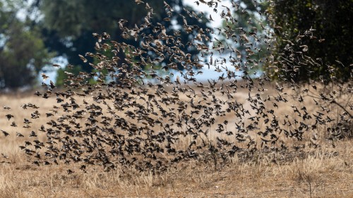 Red-billed quelela. Sie leben in grossen Gruppen und fliegen immer in Schwärmen   (Klicken zum öffnen)