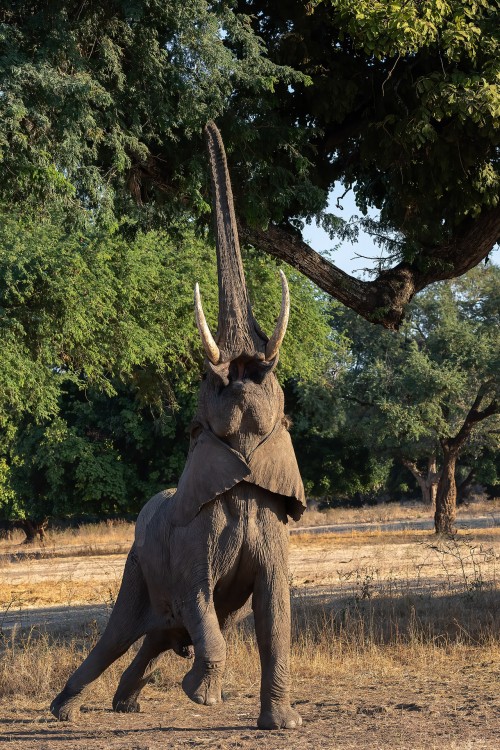 Reaching out, streching   (Klicken zum öffnen)