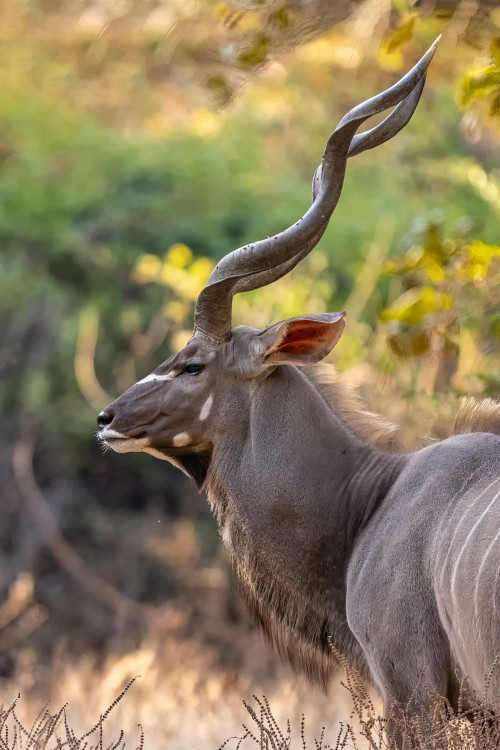 Imposanter Kudu-Bulle   (Klicken zum öffnen)