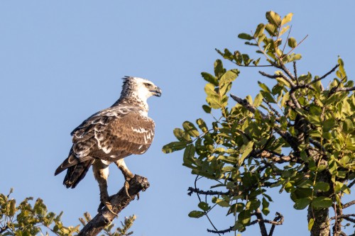 Einer der vielen eagles   (Klicken zum öffnen)