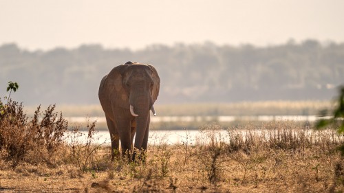 African elephant   (Klicken zum öffnen)