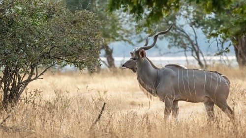 Greater kudu / grosser Kudu. 160cm gross und bis zu 270kg schwer   (Klicken zum öffnen)