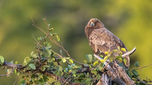 Brown snake-eagle / Schlangenadler   (Klicken zum öffnen)