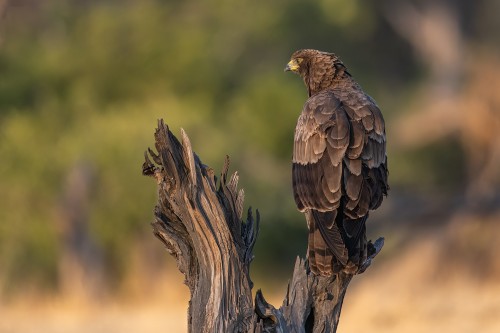 Brown snake-eagle / Schlangenadler   (Klicken zum öffnen)