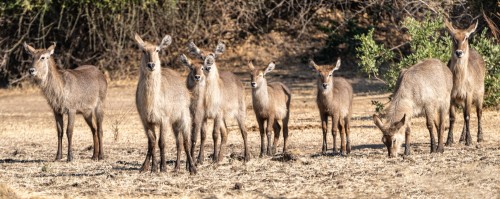 Waterbucks / Wasserböcke   (Klicken zum öffnen)