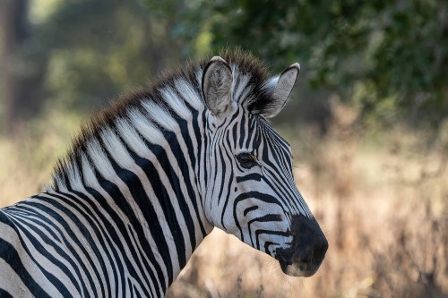 Zebra-Portrait   (Klicken zum öffnen)