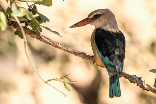 Woodland kingfisher / Eisvogel   (Klicken zum öffnen)