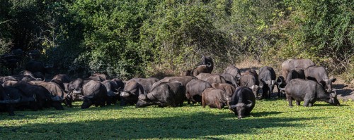 Büffelherden können mehrere hundert Tiere umfassen   (Klicken zum öffnen)