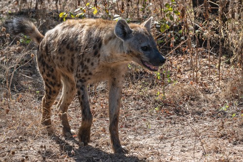Spottet hyena / Tüpfelhyäne. Steht zu unrecht in einem schlechten Ruf   (Klicken zum öffnen)