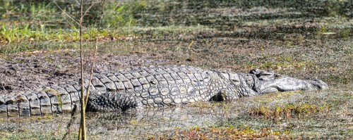 Nile crocodile / Nilkrokodil   (Klicken zum öffnen)