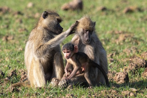 Baboons verwenden viel Zeit für die Fellpflege   (Klicken zum öffnen)