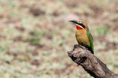 Whitefronted bee-eater / Bienenfresser   (Klicken zum öffnen)