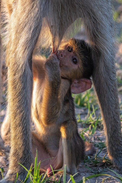 Junger Baboon   (Klicken zum öffnen)