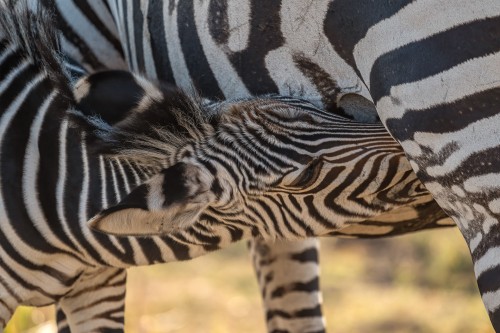 Junges Zebra   (Klicken zum öffnen)