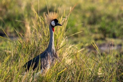Crowned crane / Kronenkranich   (Klicken zum öffnen)