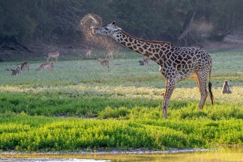 Auch Giraffen mögen sundowners   (Klicken zum öffnen)