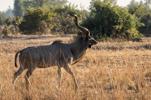 Kudu-Bullen sind in der Regel scheu   (Klicken zum öffnen)