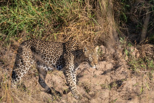 South Luangwa ist ein Leoparden Hotspot   (Klicken zum öffnen)
