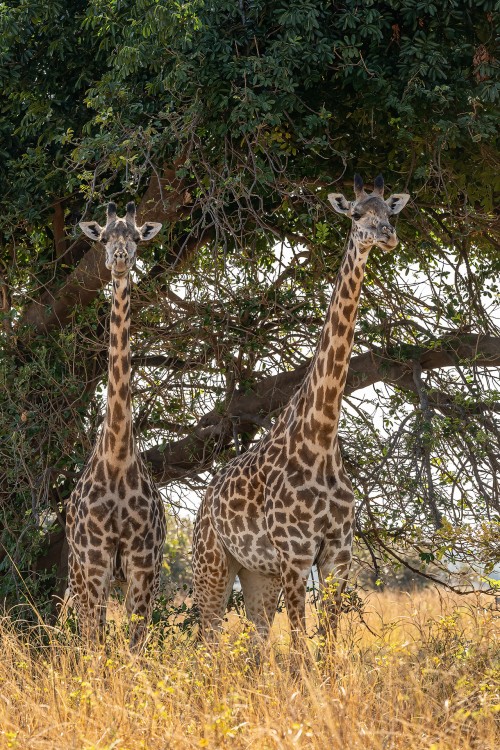 Thornicroft's giraffe, auch Rhodesian- oder Luangwa-Giraffe   (Klicken zum öffnen)