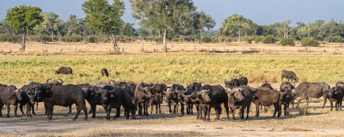 Die grösste Büffelherde, die wir gesehen haben, umfasste ca. 500 Tiere   (Klicken zum öffnen)