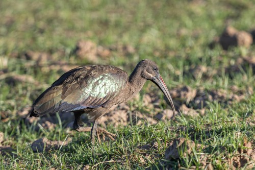 Hadada ibis   (Klicken zum öffnen)