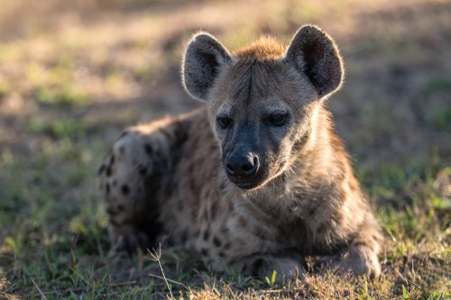 Spottet Hyena / Tüpfelhyäne    (Klicken zum öffnen)