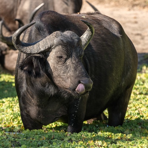 Nur die Bullen haben die Hornplatten auf der Stirn   (Klicken zum öffnen)