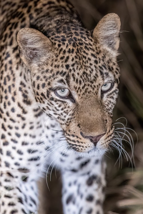 Leoparden sind oft dämmerungs- oder nachtaktiv   (Klicken zum öffnen)
