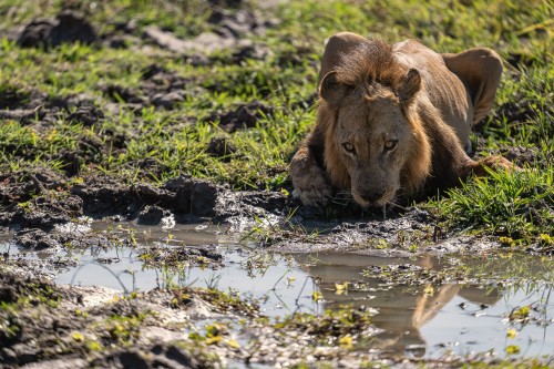 Junger Löwe stillt seinen Durst   (Klicken zum öffnen)