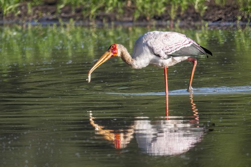 Petri Heil: Yellow billed storck / Gelbschnabelstorch   (Klicken zum öffnen)