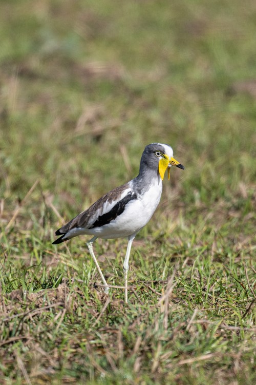 White-headed lapwing / Graukopfkiebitz   (Klicken zum öffnen)