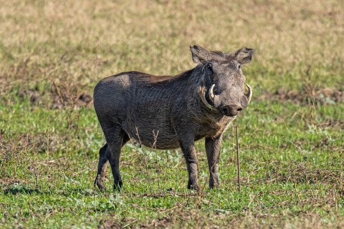 Warthog / Warzenschwein, besser bekannt als Pumba   (Klicken zum öffnen)