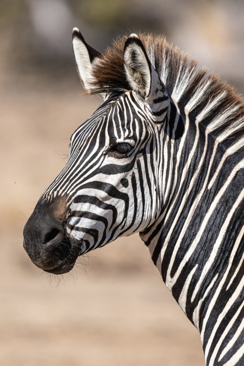 Zebra-Portrait. Die Zeichnung ist individuell   (Klicken zum öffnen)